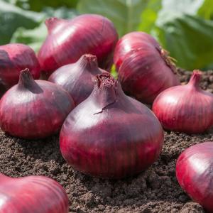 Oignon Rouge de Brunswick